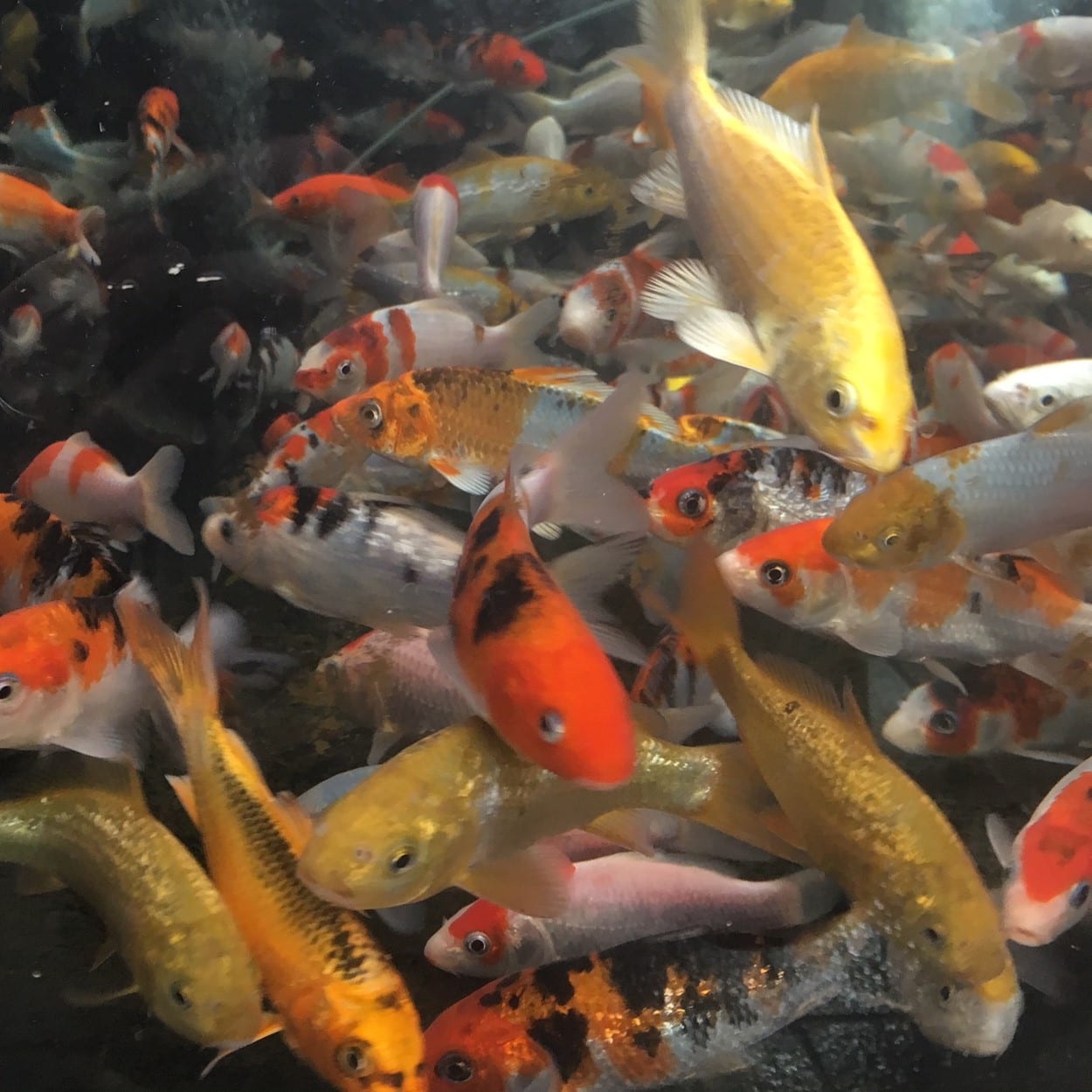 Selected Koi Carp 3-4