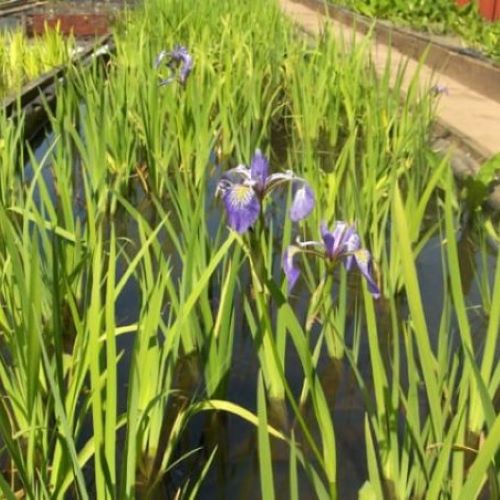 Iris Versicolor 1 Litre