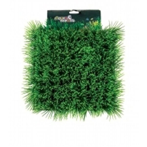 Green Dwarf Hairgrass Carpet 25 x 25cm