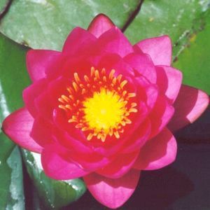 James Brydon Water Lily