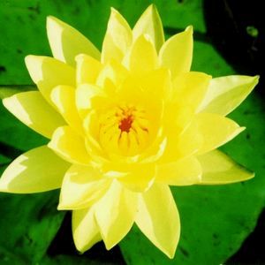 Joey Tomocik Water Lily