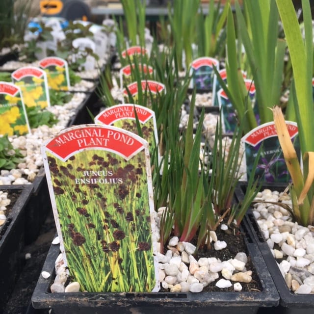 Juncus ensifolius 1 Litre
