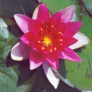 Laydekeri Fulgen pond Lily 2 Litres