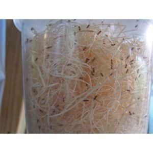 Live Fruit Fly Culture