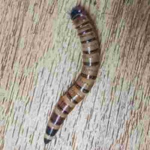 Live Morioworms Reptile Food
