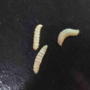 Live Waxworms Reptile Food
