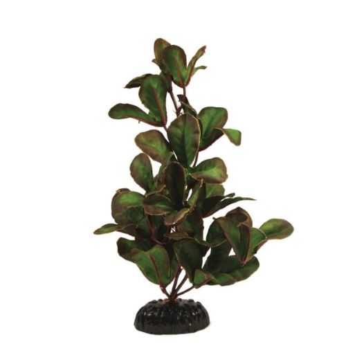Ludwigia Green Silk Plant