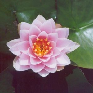 Madame Wilfron Gonnere Water Lily