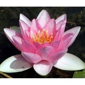 Masaniello Water Lily 4 Litre