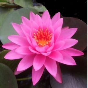 Mayla water Lily 3 Litre