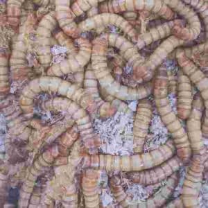 Live Mealworms Reptile Food