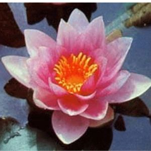 Mrs Richmond Water Lily 4 Litre
