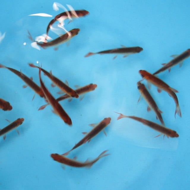 Golden Rudd 3-4"