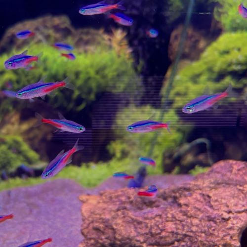 Neon Tetra