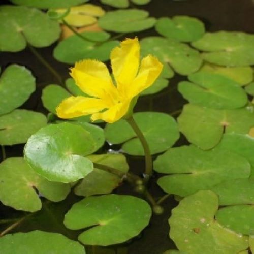 Nymphoides Peltata 1 Litre