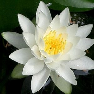 Odorata Minor Dwarf Lily 2 Litre