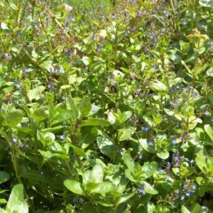 Veronica Beccabunga 1 Litre