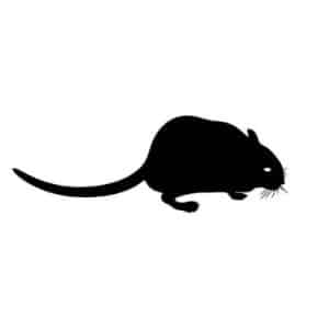 PLT Frozen Gerbil Reptile Food
