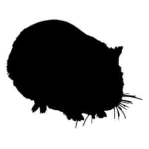 PLT Frozen Guinea Pig Standard