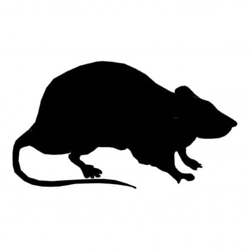 PLT Weaner Rat - Small to Large Reptile Food