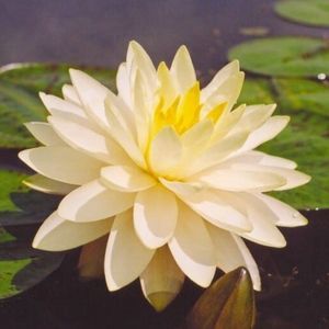 Perrys Double Yellow Lily 4 Litre