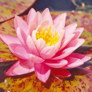 Perrys Orange Sunset Water Lily