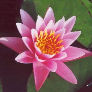 Pink Sensation Water Lily 4 Litre