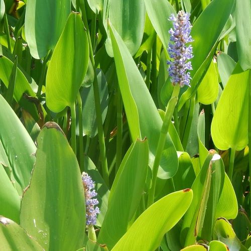 Pontederia Lanceolata 2 Litre