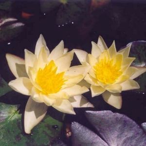 Pygmaea Helvola Dwarf Lily 1 Litre