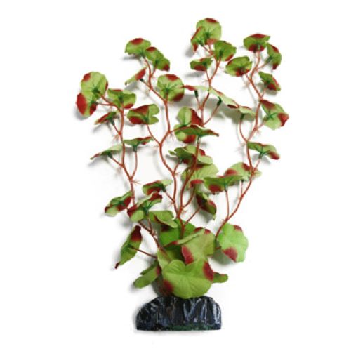Red Edged Hydrocotle Silk Plant