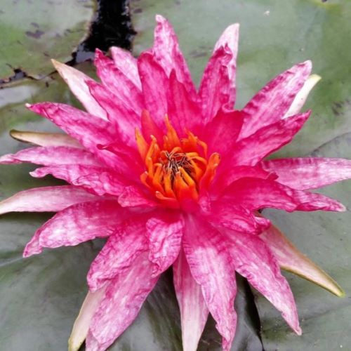 Red Spider Water Lily