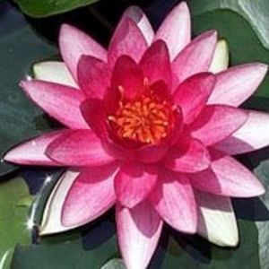 Rembrandt Water Lily 4 Litre