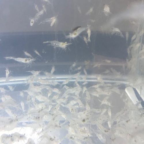 River Shrimp Portion