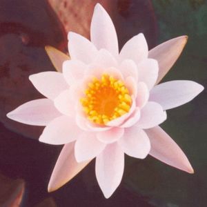 Rose Arey Water Lily 3 Litre
