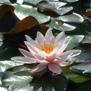 Rosennymphe Water Lily 3 Litre