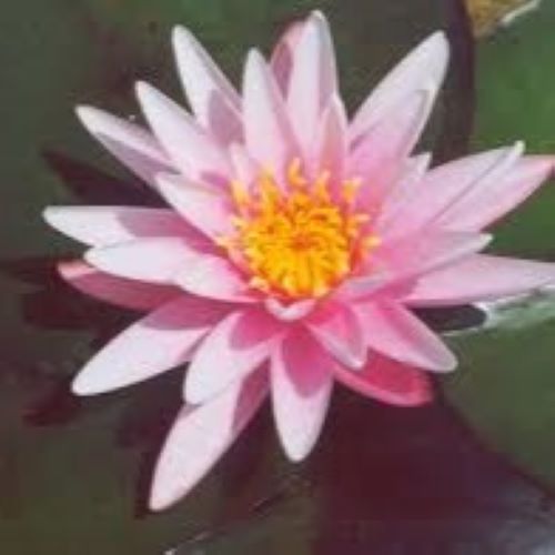 Starburst 3 Litre Water Lily