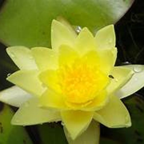 Sunrise Water Lily Pond Plant