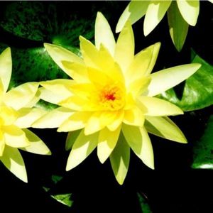 Texas Dawn Water Lily Pond Plant 3 Litre