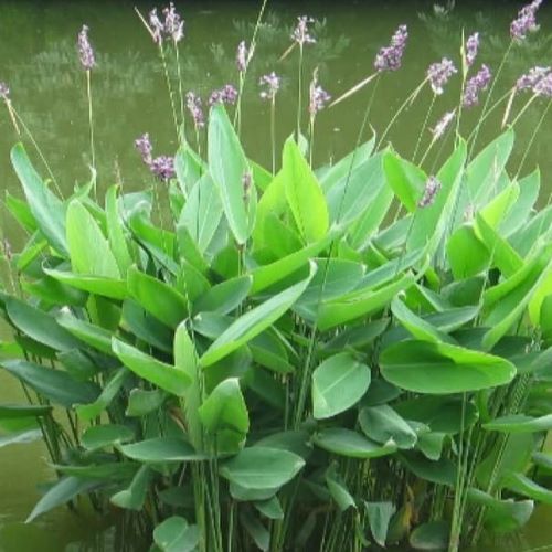 Thalia dealbata 2 Litre