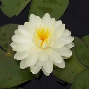 Tuberosa Richardsoni Water Lily 4 Litre