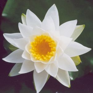 Virginalis Water Lily