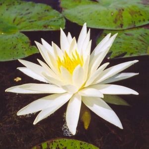Yellow Queen Water Lily Pond Plant 3 Litre