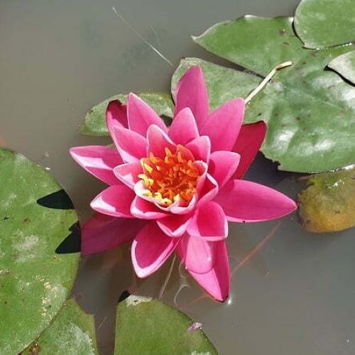 Yuh Ling Dwarf Lily 2 Litre