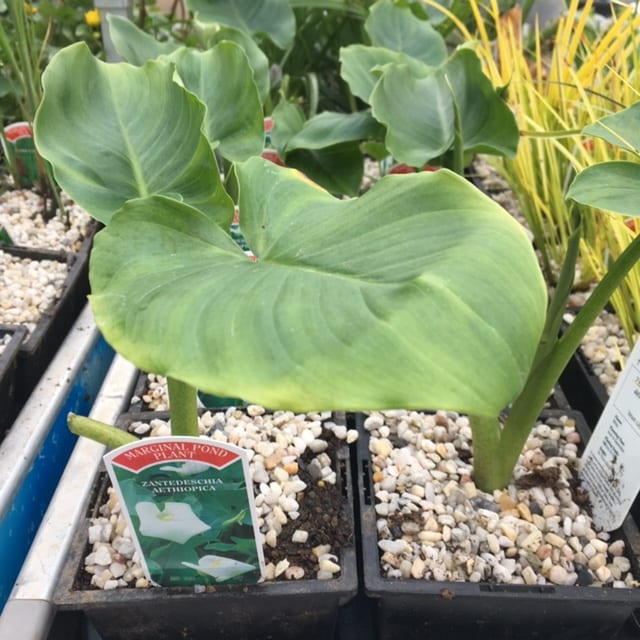 Zantedeschia aethiopica - Arum lily
