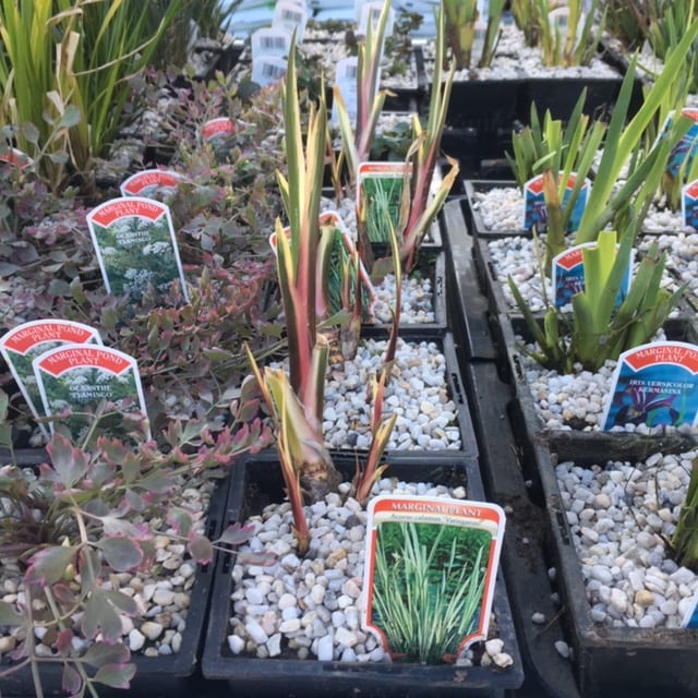 Acorus calamus variegatus 1 Litre