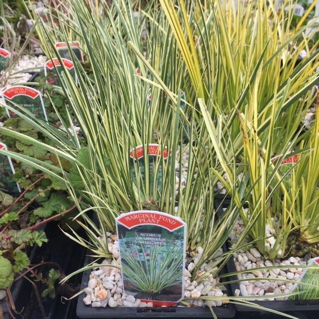 Acorus gramineus variegatus 1 Litre