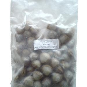 Frozen Cockle in shell 500g