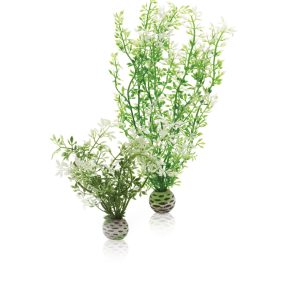 Easy Plant Winter Flower