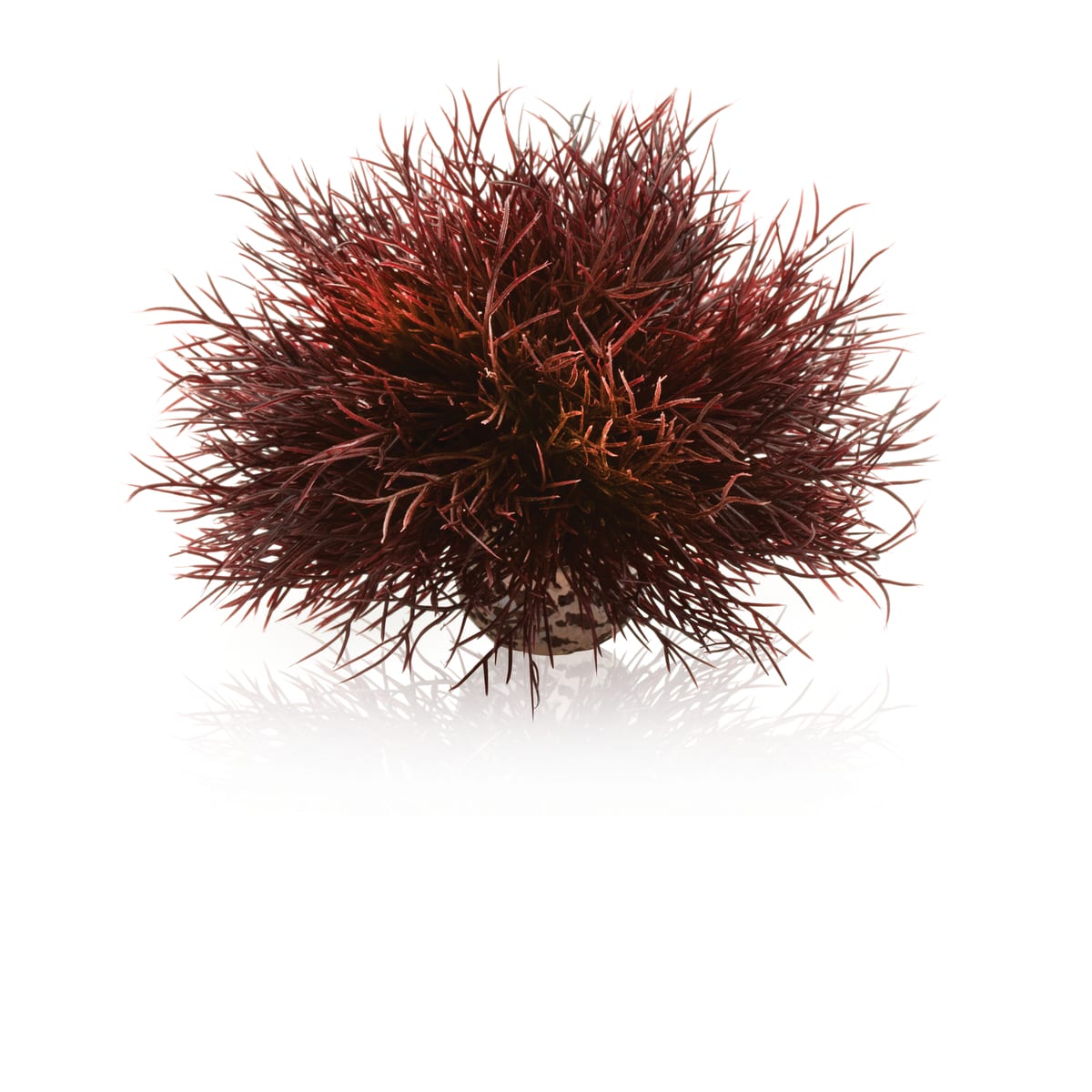 Sea Lily Crimson