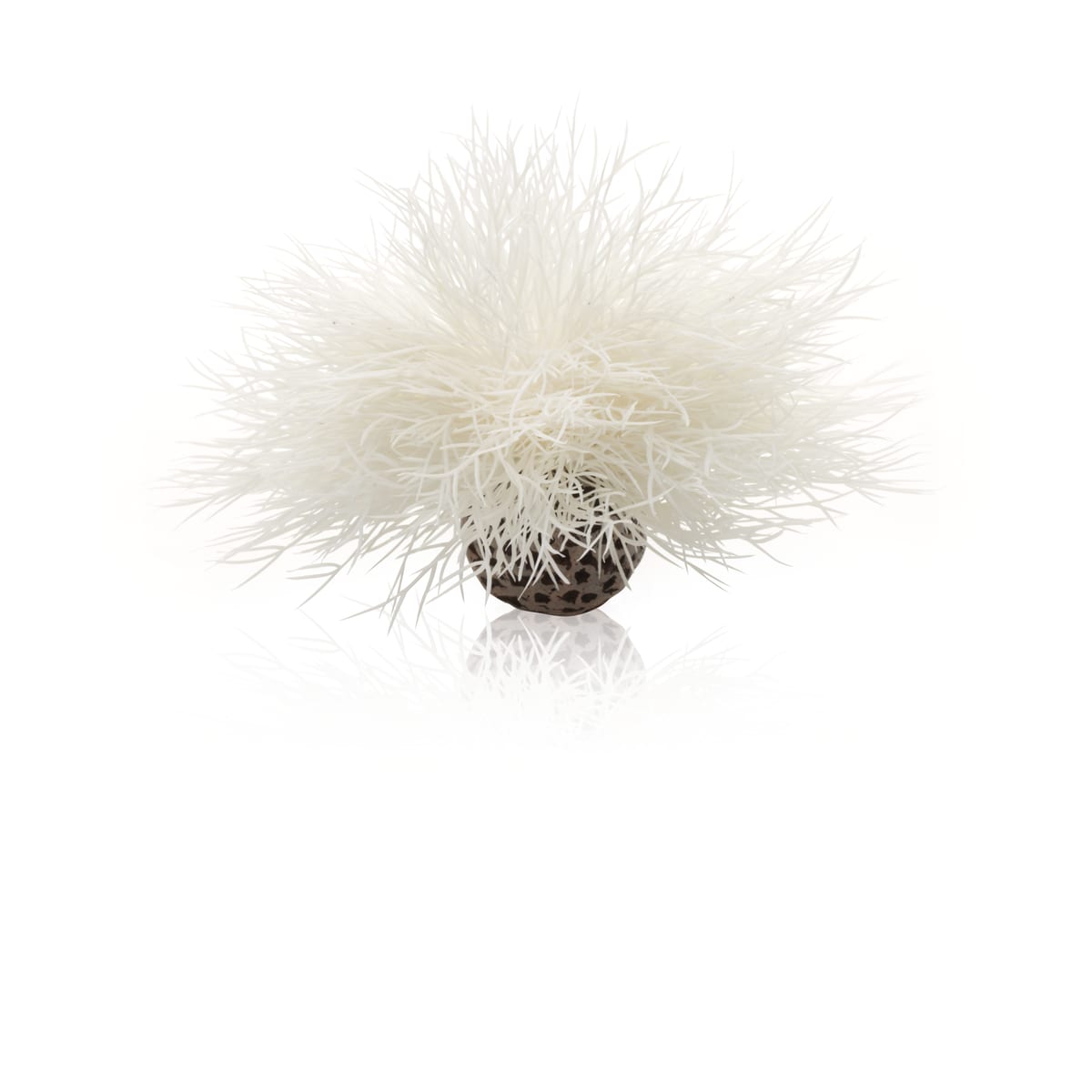 Sea Lily White